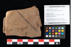 Foto (Objekt + Etikett) von Peridermium palaeopini Ettingshausen (NHMW-GEO-2024-0188-0003)